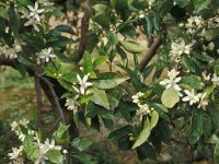 Citrus sinensis 1, Sinaasappel, Saxifraga-Piet Zomerdijk